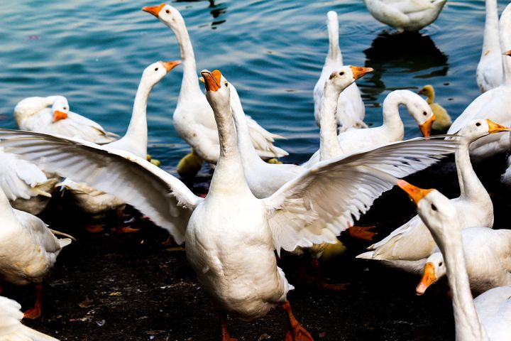 Many white geese at the edge of a pond. Center one with wings fully spread.