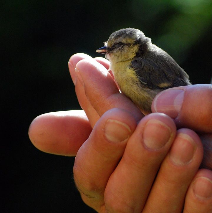 A small gray and yellow bird sitting in a someone's hands.