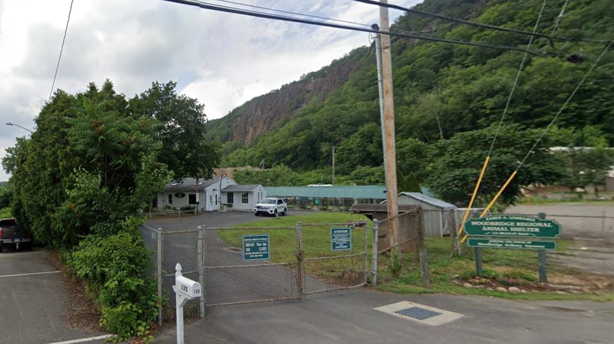 A visit to the Woodbridge Regional Animal Shelter