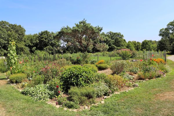 Where Community and Nature Thrive: The Woodbridge Community Gardens