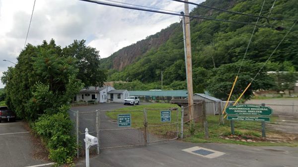 A visit to the Woodbridge Regional Animal Shelter