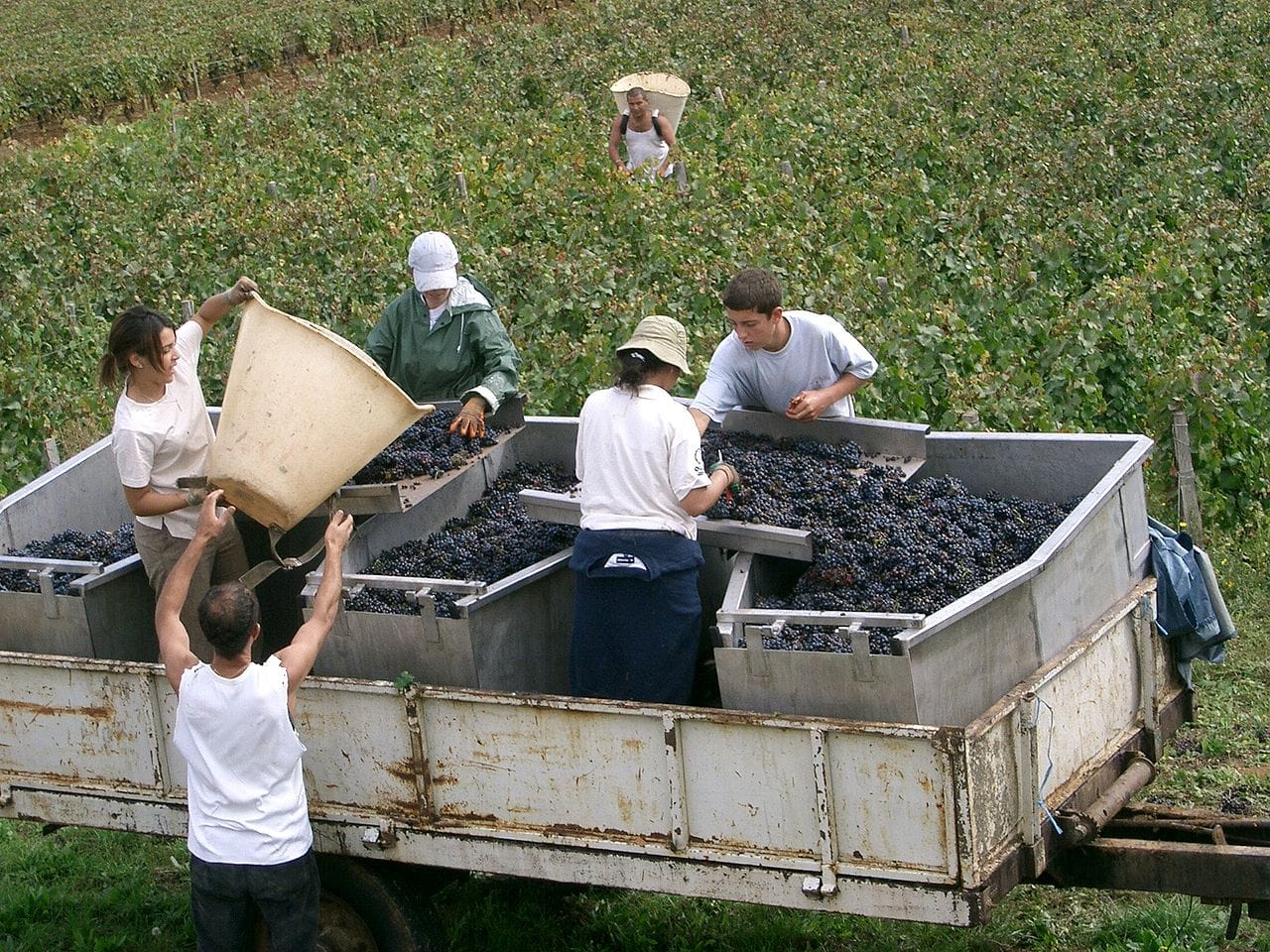grape hods/baskets and transport