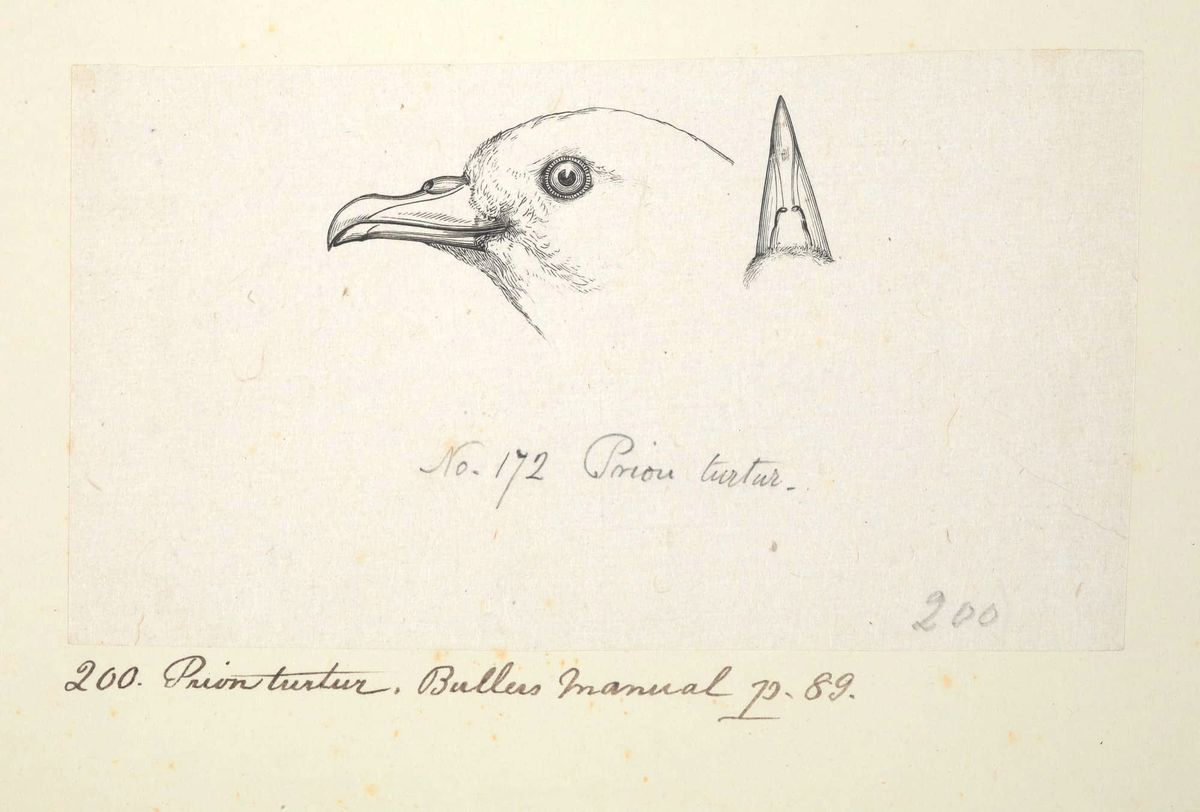 When starving birds started eating plastic