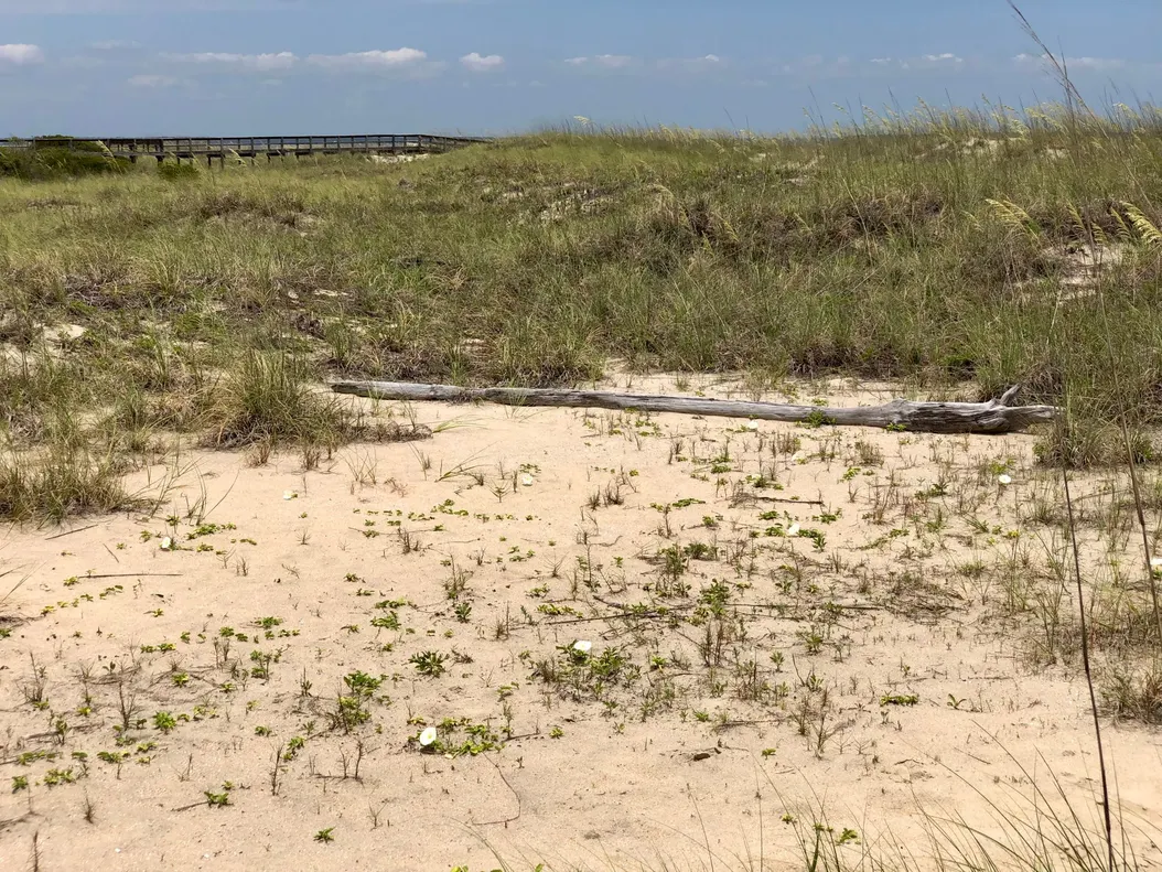 TMI: Bare Necessities Beach Hut