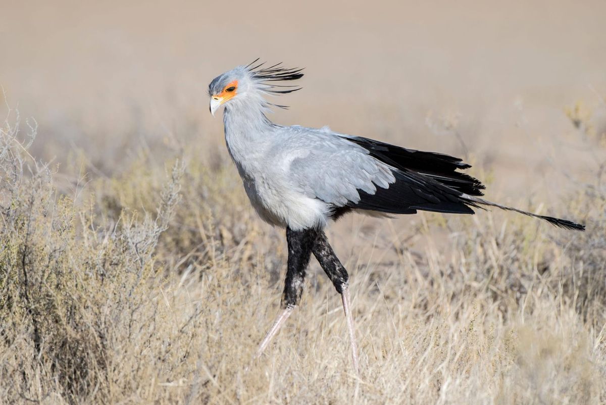 Birds of Prey in South Africa Face Sharp Decline, Study Warns
