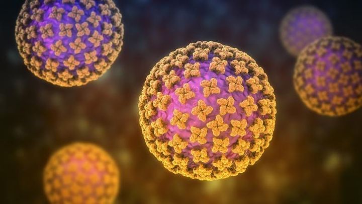 What Is Human Hantavirus? Virus Linked to Suspected Transmission Sparks Alarm on Cruise Ship off Africa Coast