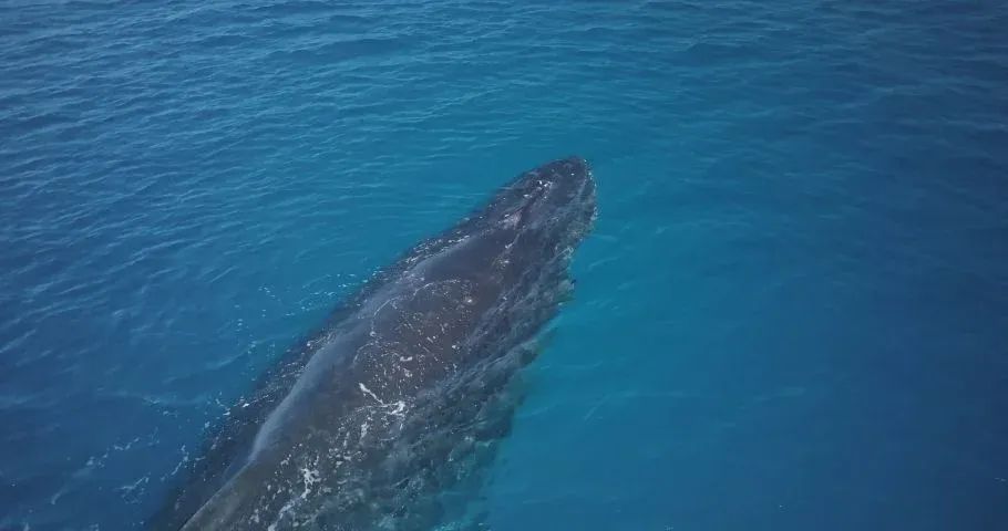 "Whale" (고래): A novel from the perspective of magical realism about the postwar period in Korea.