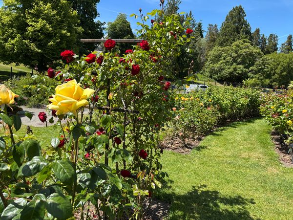 Roses in a park