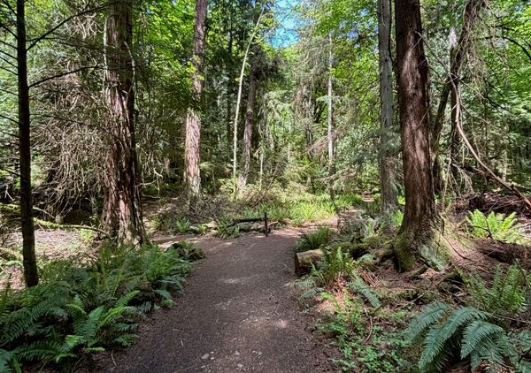 Trail through the woods on a sunny day with ferns and trees Tacoma, WA