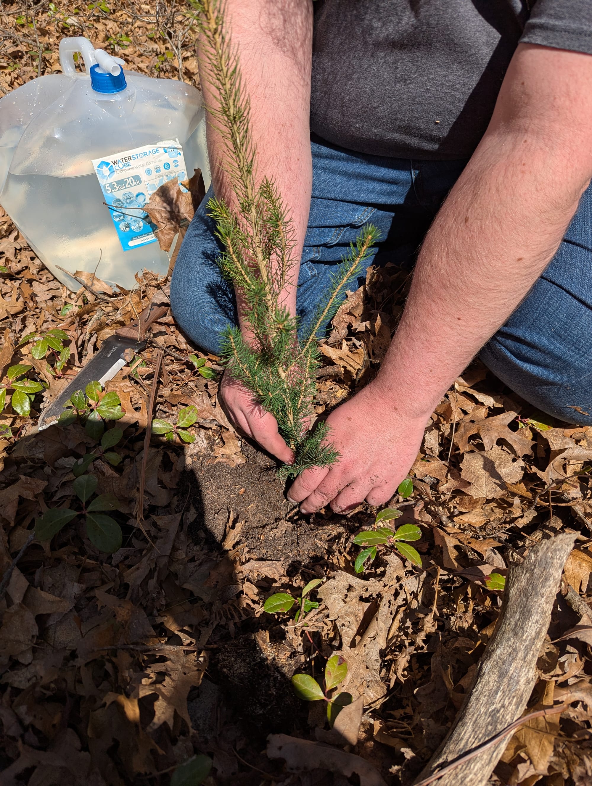 Nate planting a small Norway Spruce into the soil at Treespeaker Woods