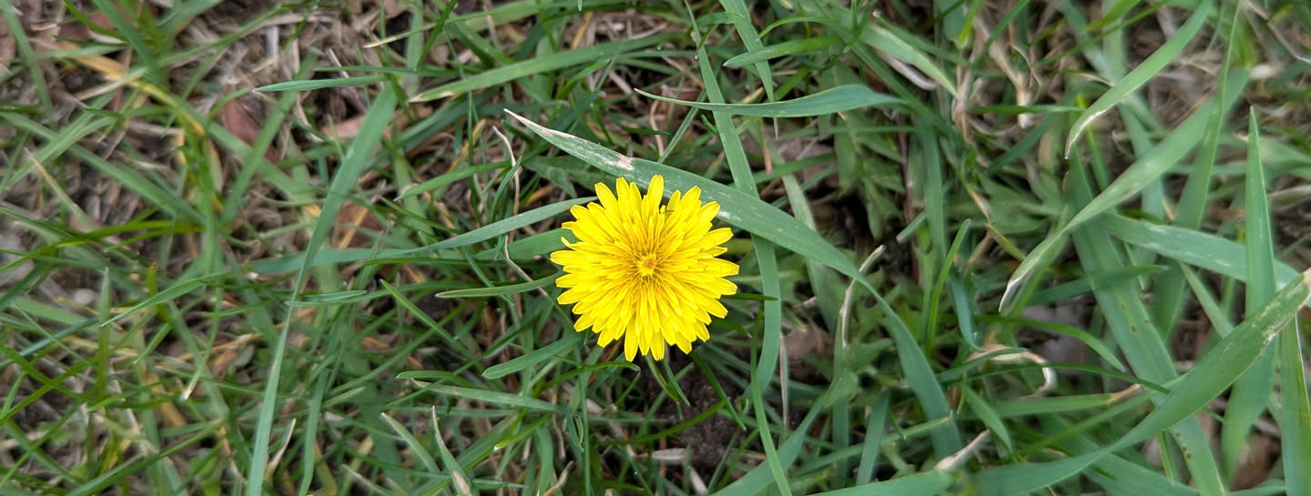A lone dandelion blossom against a background of grass