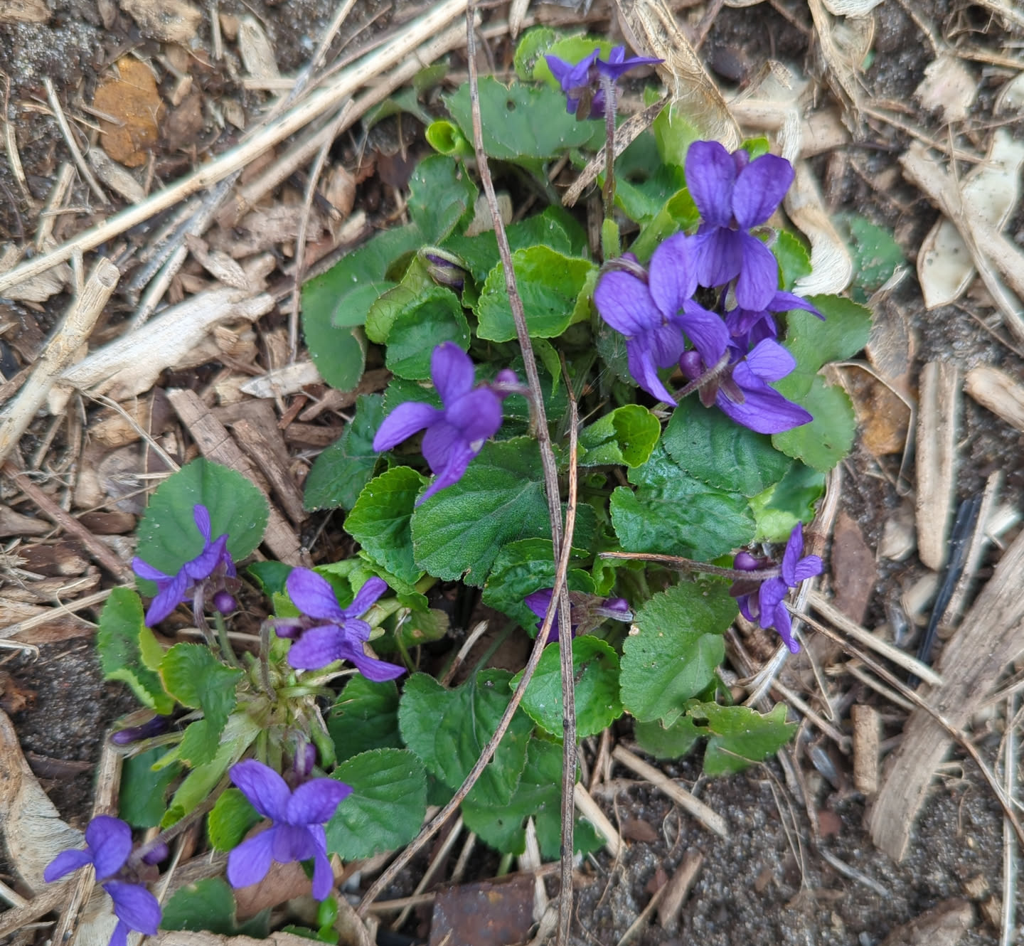 A small clump of violets against a background of woodchips