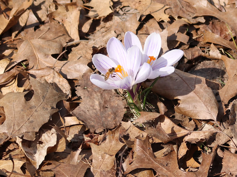 A small bee lands on an open white-and-purple crocus blooming against a background of brown oak leaves.