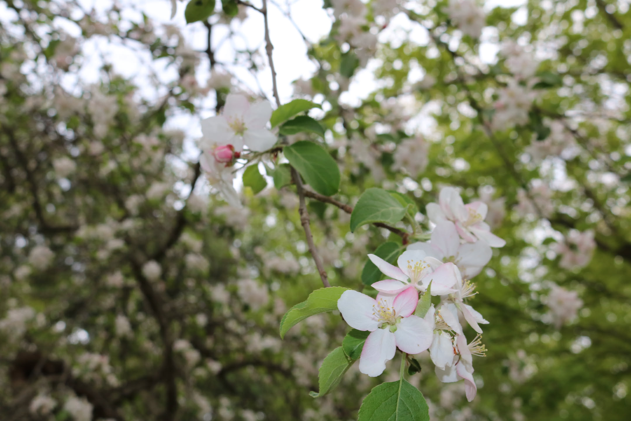 White apple blossoms with gentle pink highlights along the edges of the petals