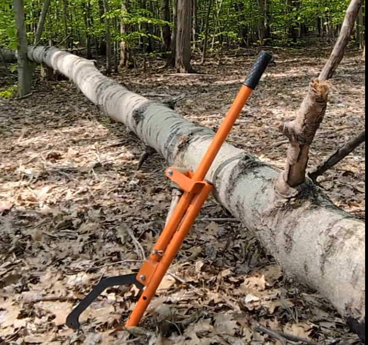 A fallen aspen tree hanging slightly off the ground with a bright orange log jack leaning against it