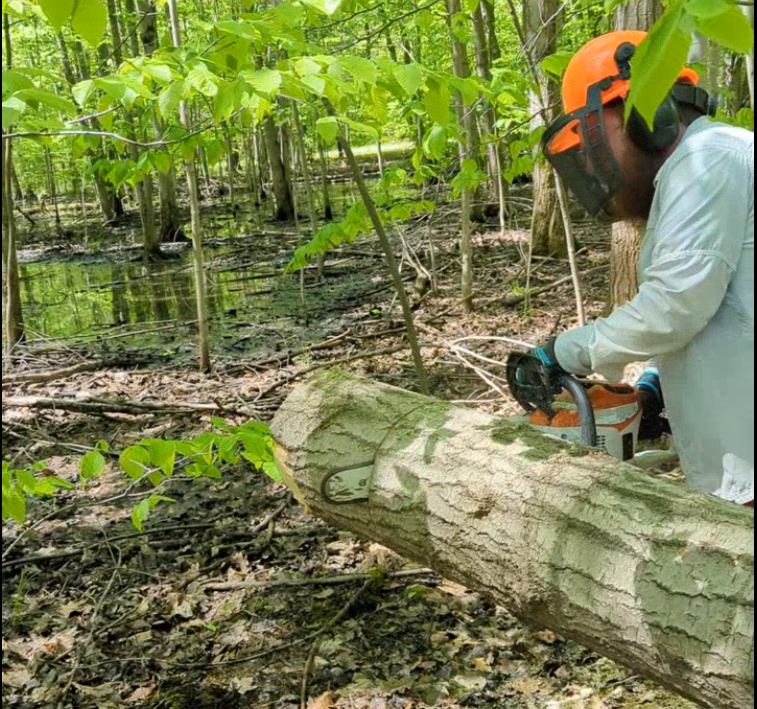 Wiley using a chainsaw to cut a firewood-length log off the end of the tree trunk. In the background is a forest full of vernal pools.