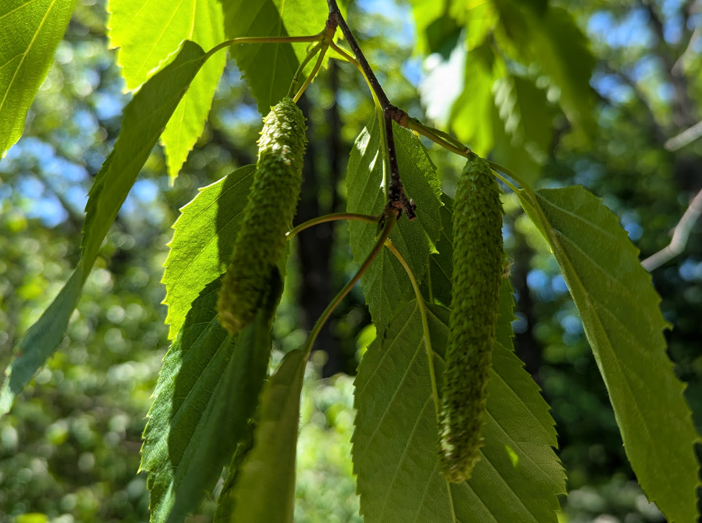 Long green clusters of developing seeds hang down from the outer branches of a birch tree