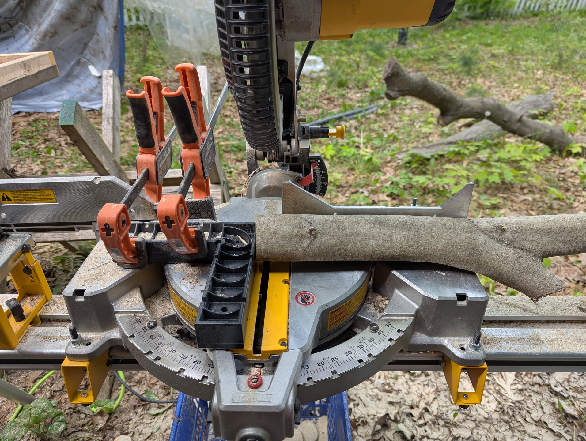 A chop saw with a clamping square being used as a fence to allow repeatable cuts of consistent thickness. There is a beech pole sitting on the saw about to be turned into tokens.