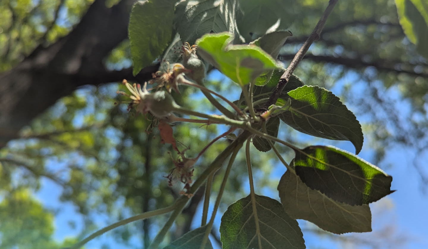 An apple branch with a cluster of flower stems. Some of the stems show fruit starting to develop while others don't