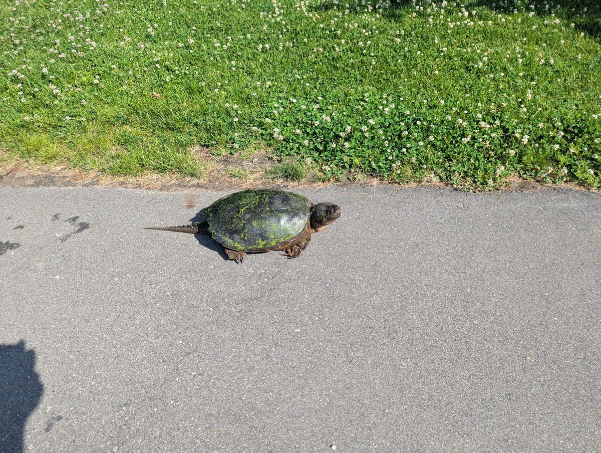 It's turtle time!