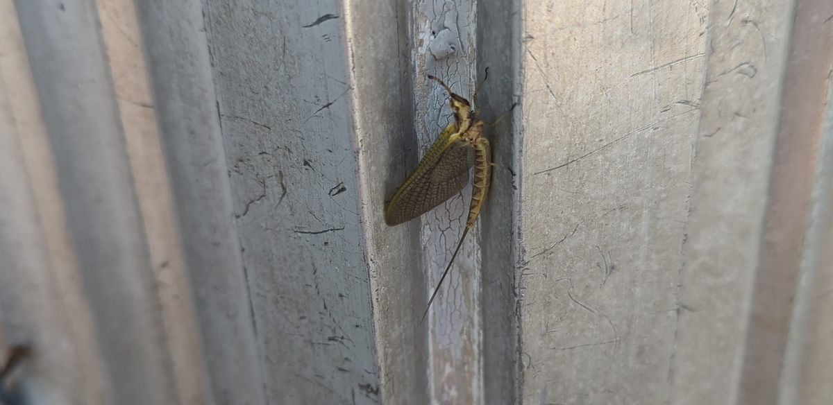 Mayflies and Millages