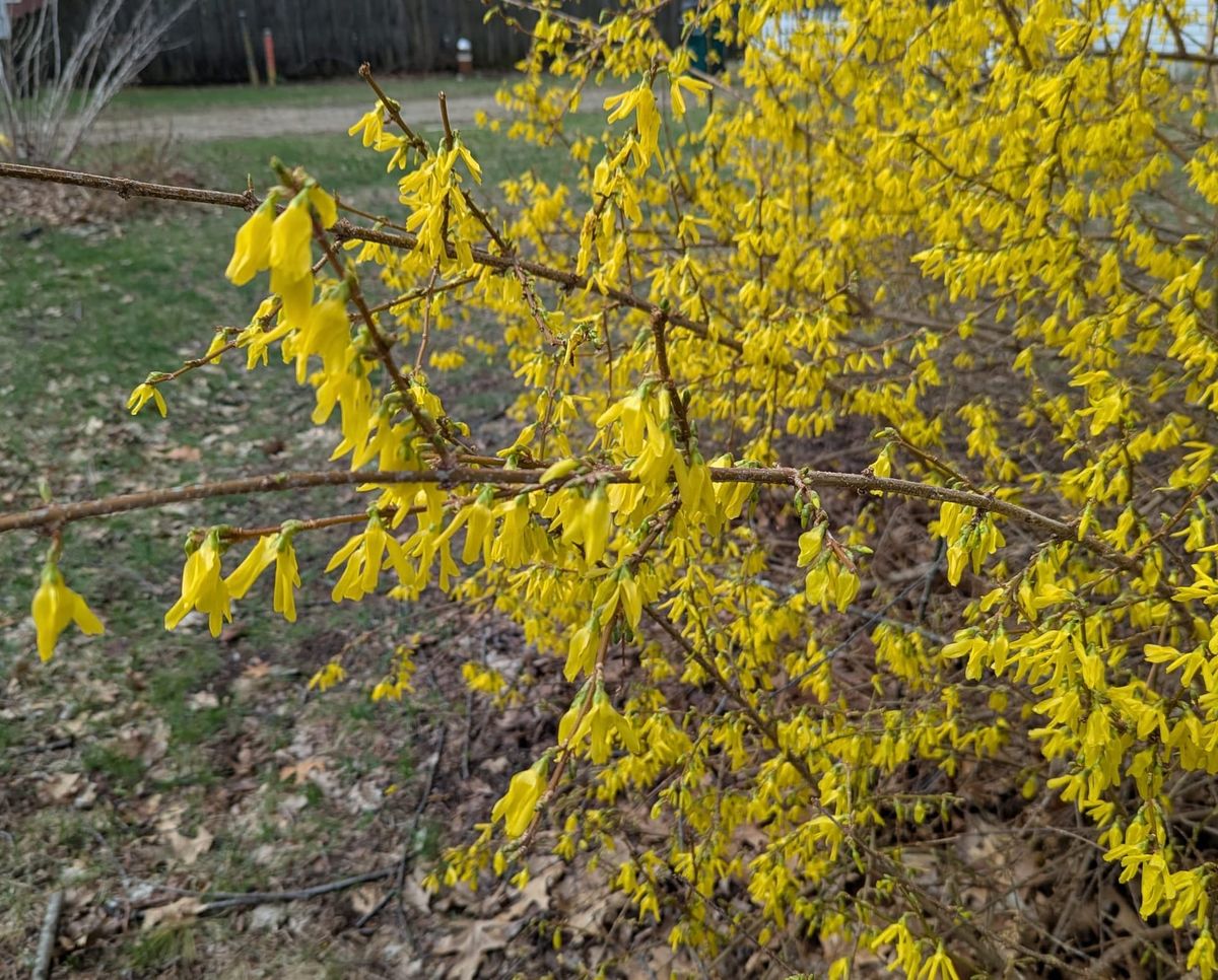 It's Bloomscrolling Season!