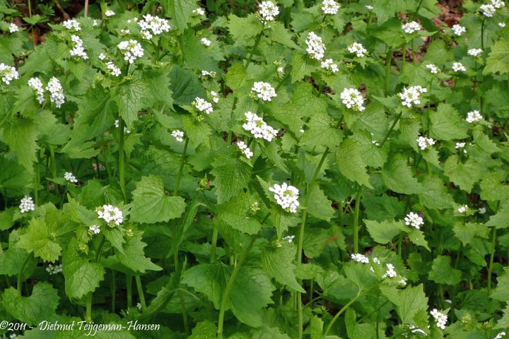 Sound the emergency sirens! It's Garlic Mustard Season!