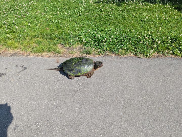 A small adult snapping turtle chilling on the bike path