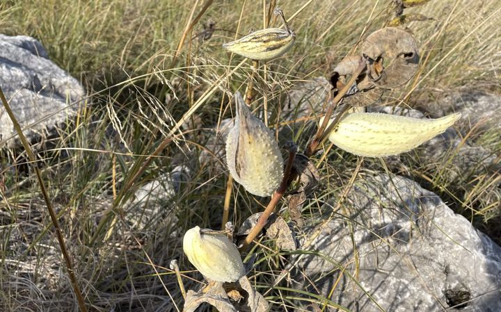 A milkweed plant with four mature seedpods on it