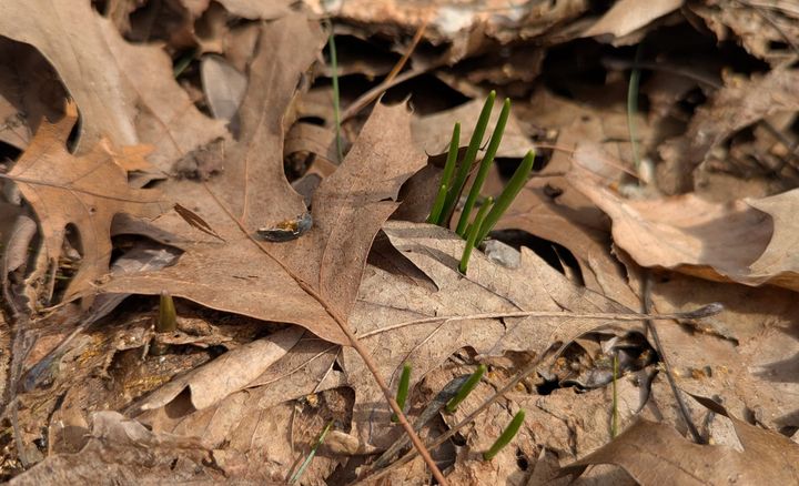 Some of the first Glory-of-the-Snow sprouts of the year starting to poke up through the leaves