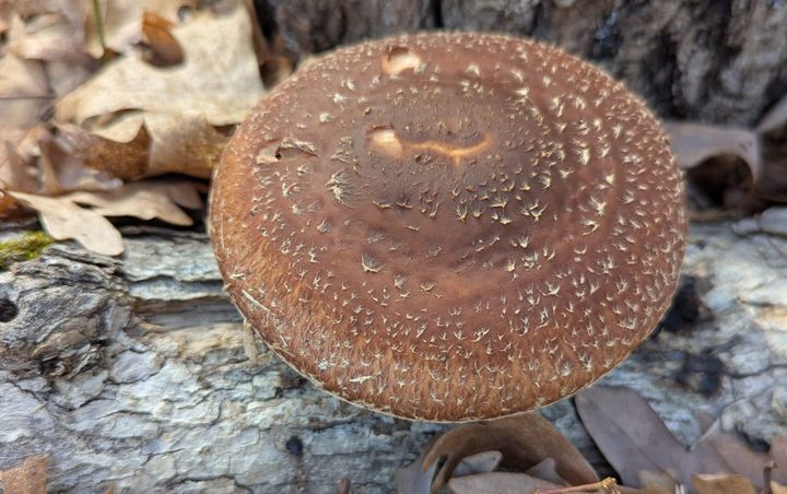 A big brown shiitake mushroom growing out of a white oak log