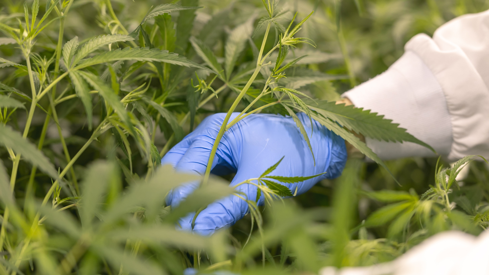 Hiring for quality assurance again? Good news, you might not need to