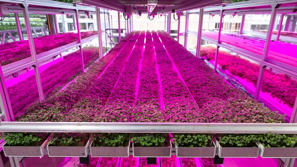 Case Study: Guiding Vertical Harvest Through Digital Transformation and AI Adoption