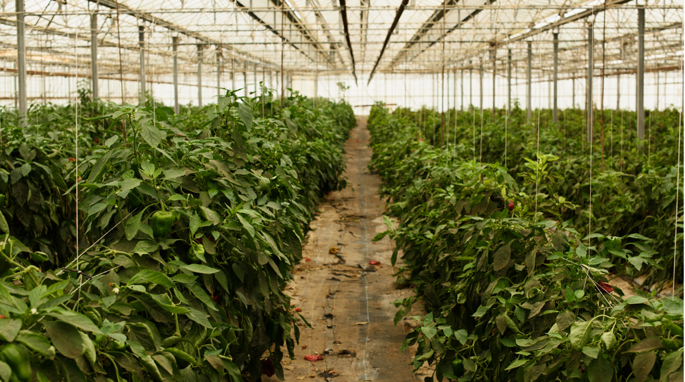 Case study: Giving 314 Pure digital batch records in seconds not days