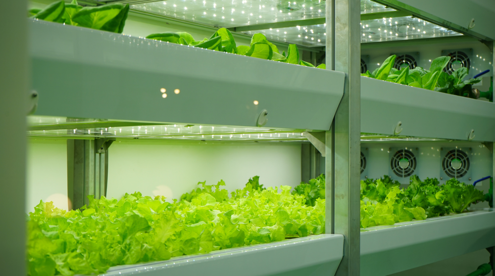 Case study: Automating Organnicraft’s daily record keeping