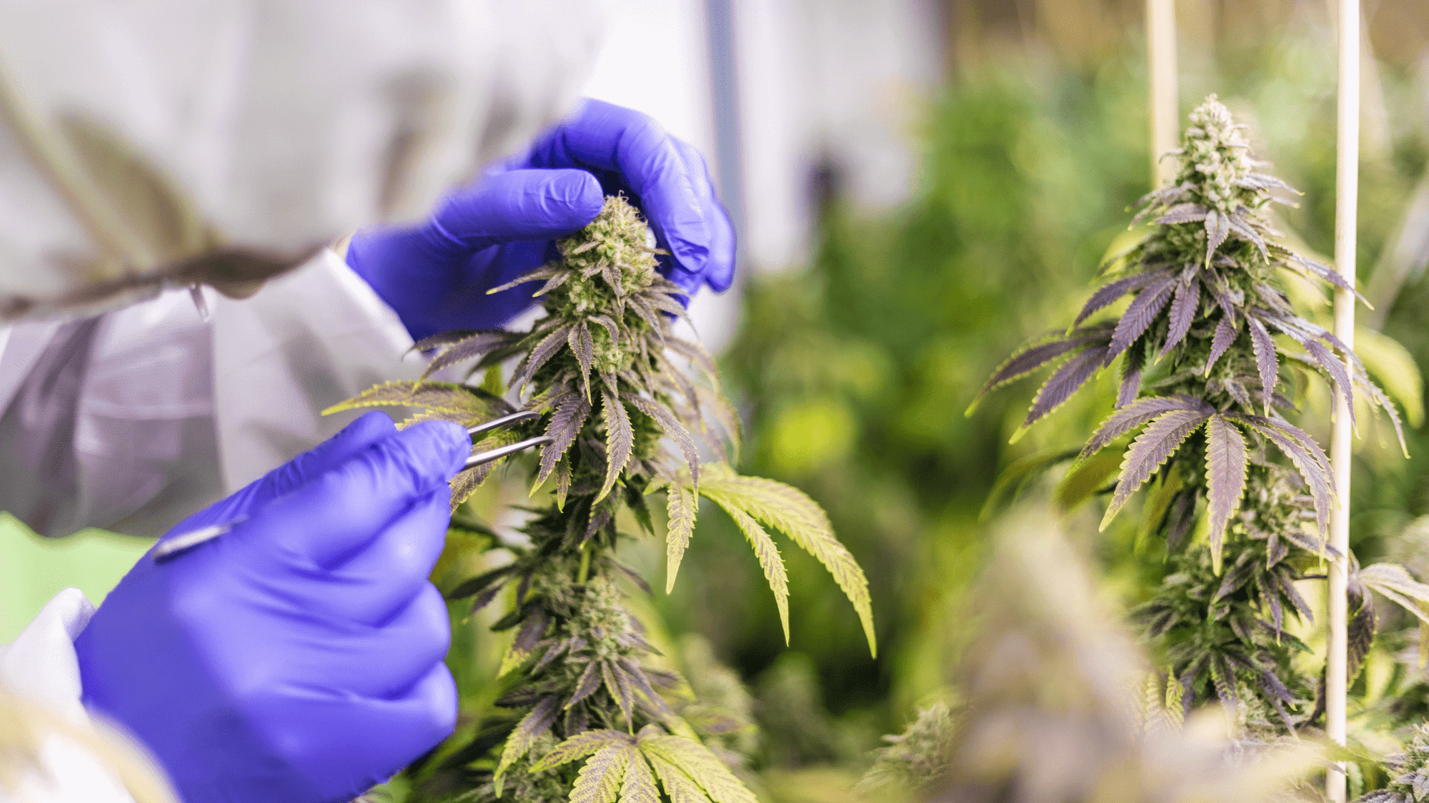 Cannabis cultivation Data