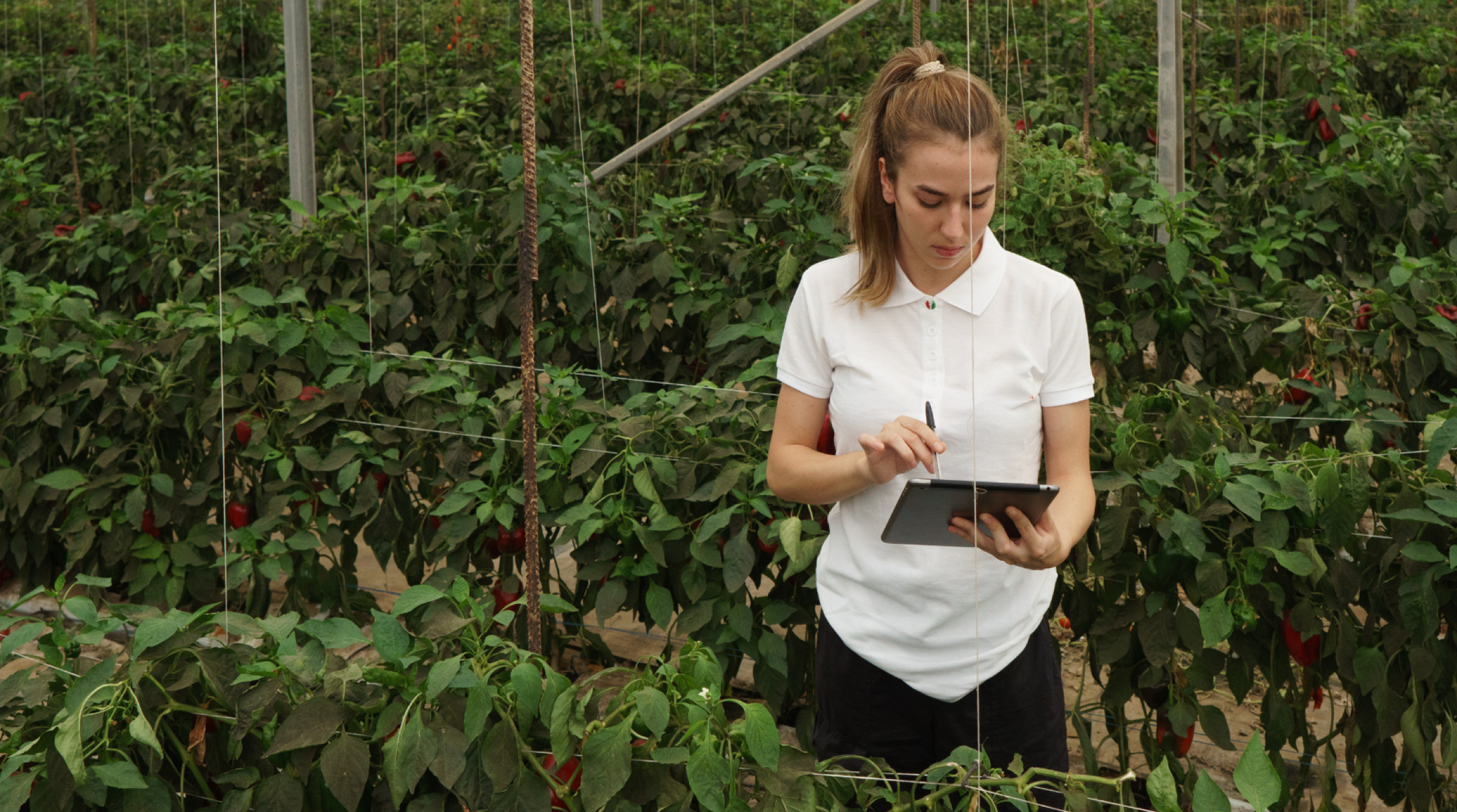 Étude de cas: Origine Nature