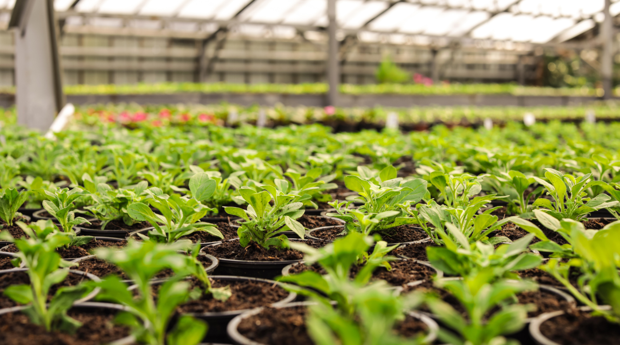 Étude de cas: Rubicon Organics