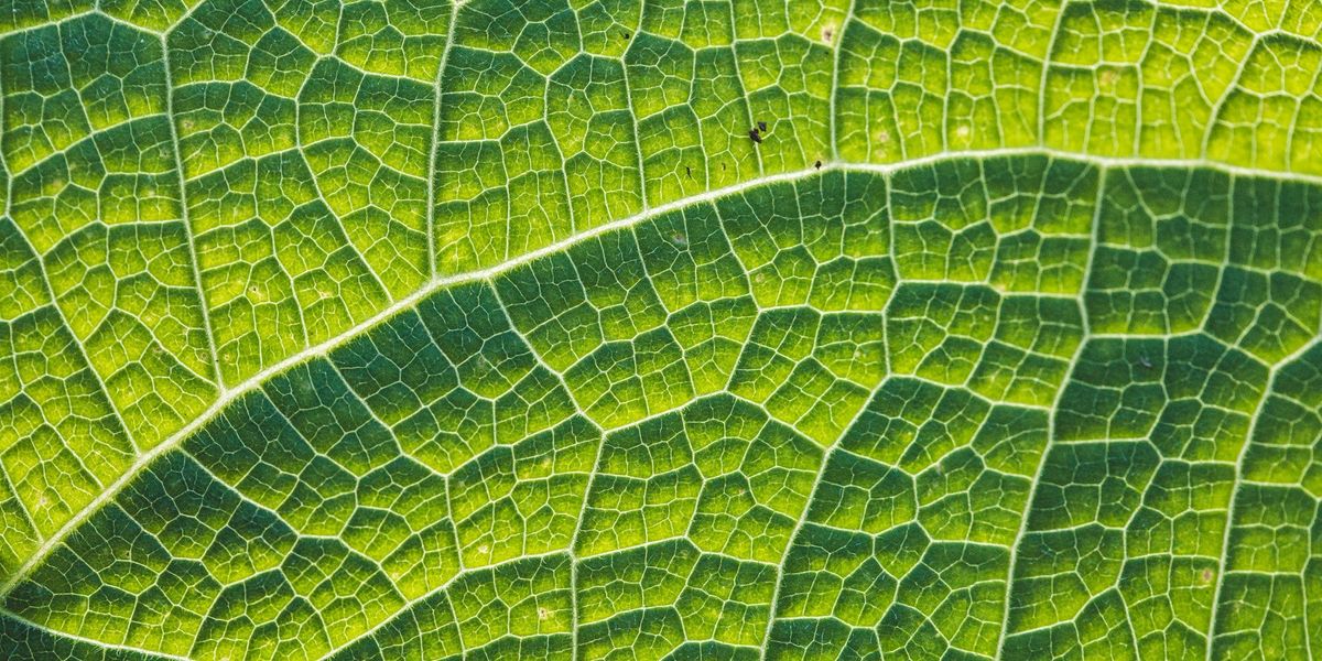 Community Networks: Critical Infrastructure For Rural Connectivity In India