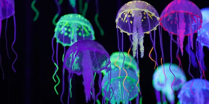 jellyfish