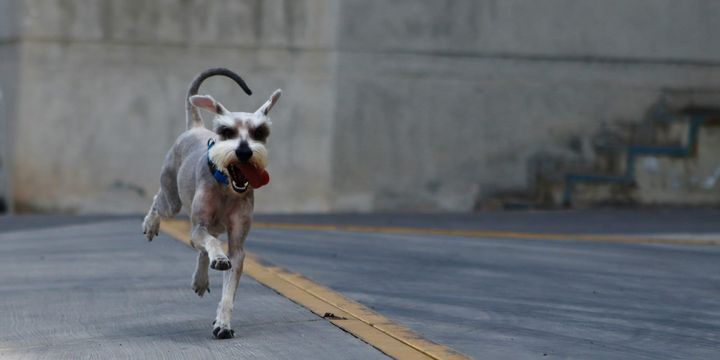 a dog runs in the street