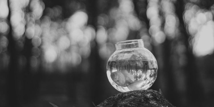 Le poisson qui voulait se noyer.