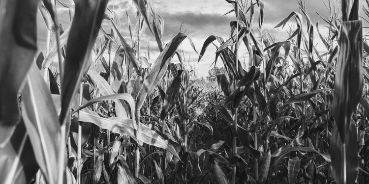 Avant que les champs ne brûlent.