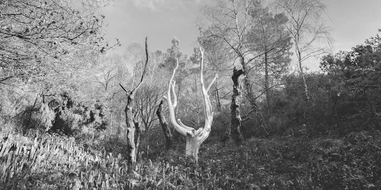 À la quête du Graal.