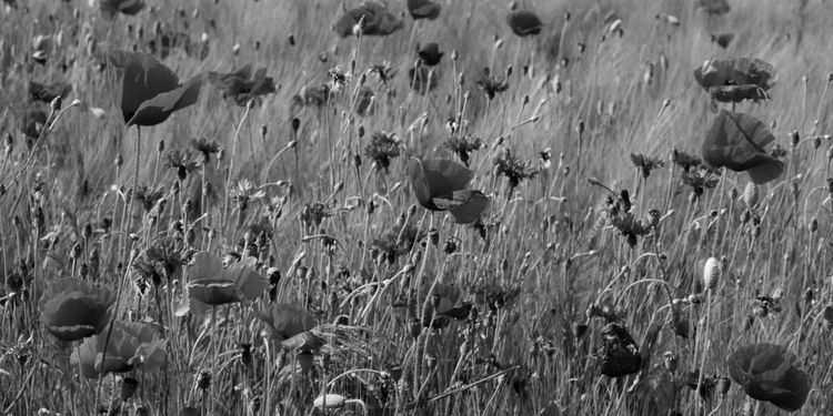 Le bonheur est dans le pré.
