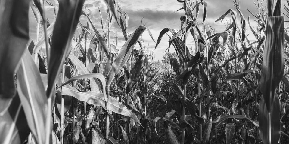 Avant que les champs ne brûlent.