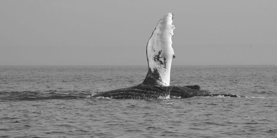 Mettre un bras dans le tordeur*.