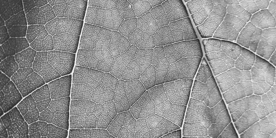 Cinquante nuances de vert.