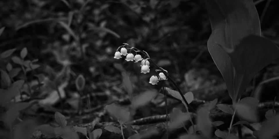 Sans arrêt, sans muguet.