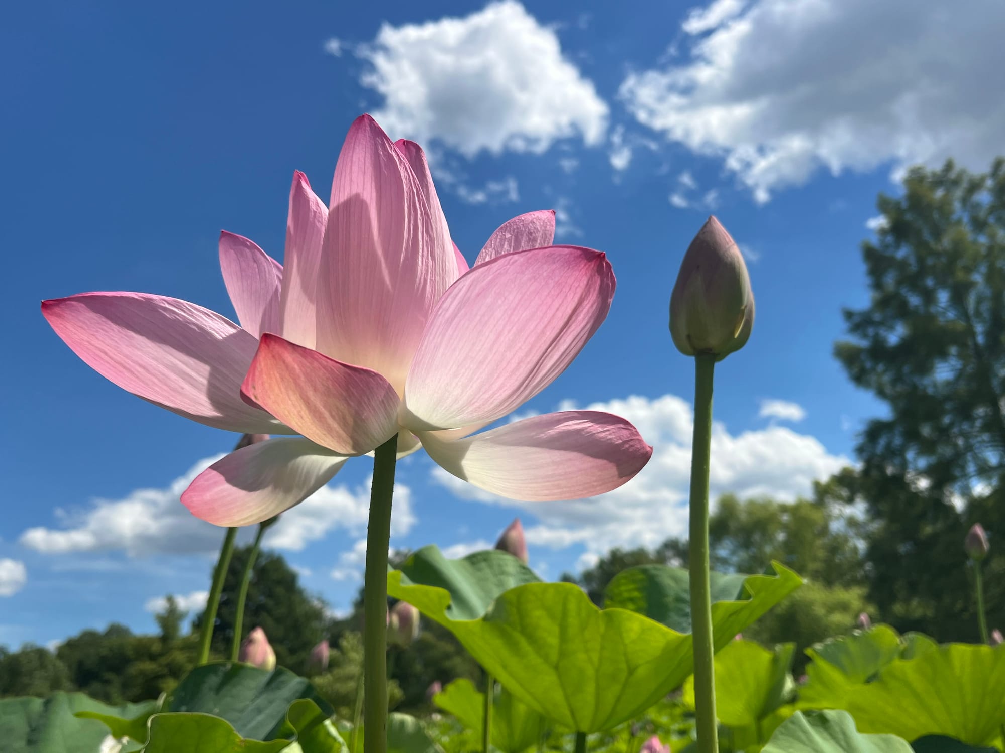 Photo of beautiful skies on June 19 at Kenilworth Aquatic Gardens